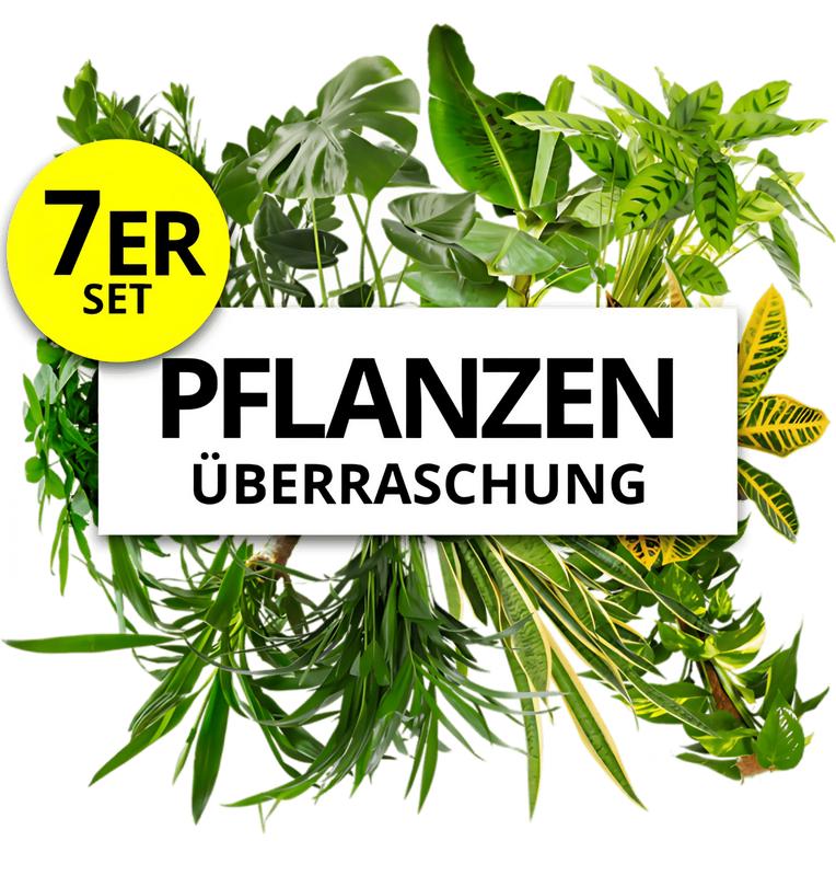 Pflanzenüberraschung | 7er-Set | ca. 30-70 cm | Ø 12-15 cm Topf