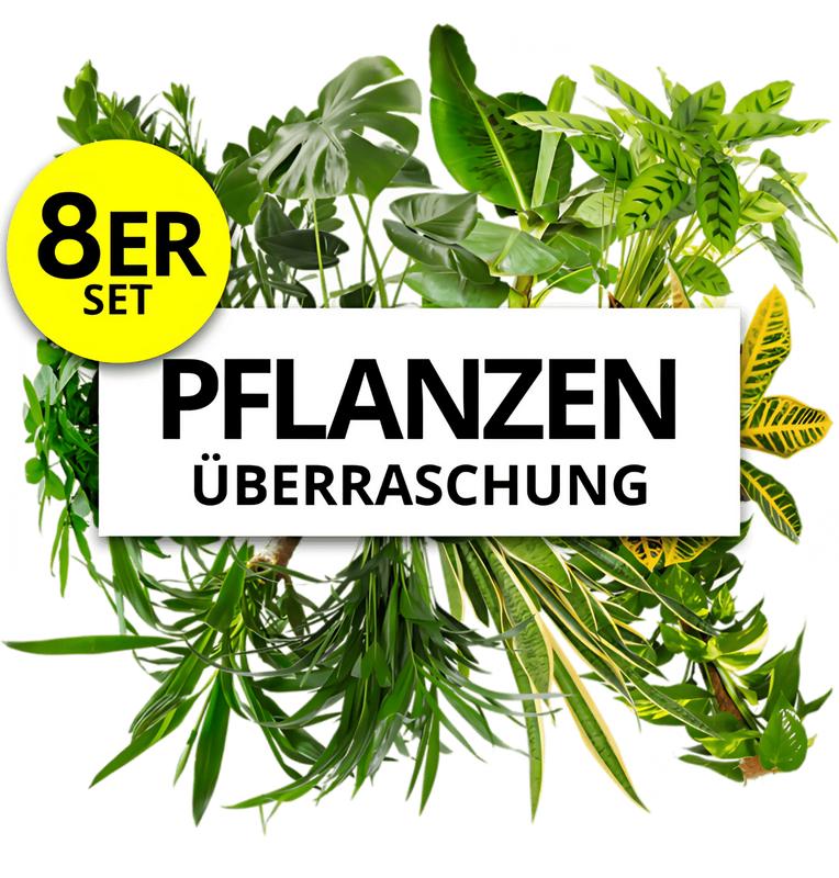 Pflanzenüberraschung | 8er-Set | ca. 30-70 cm | Ø 12-15 cm Topf